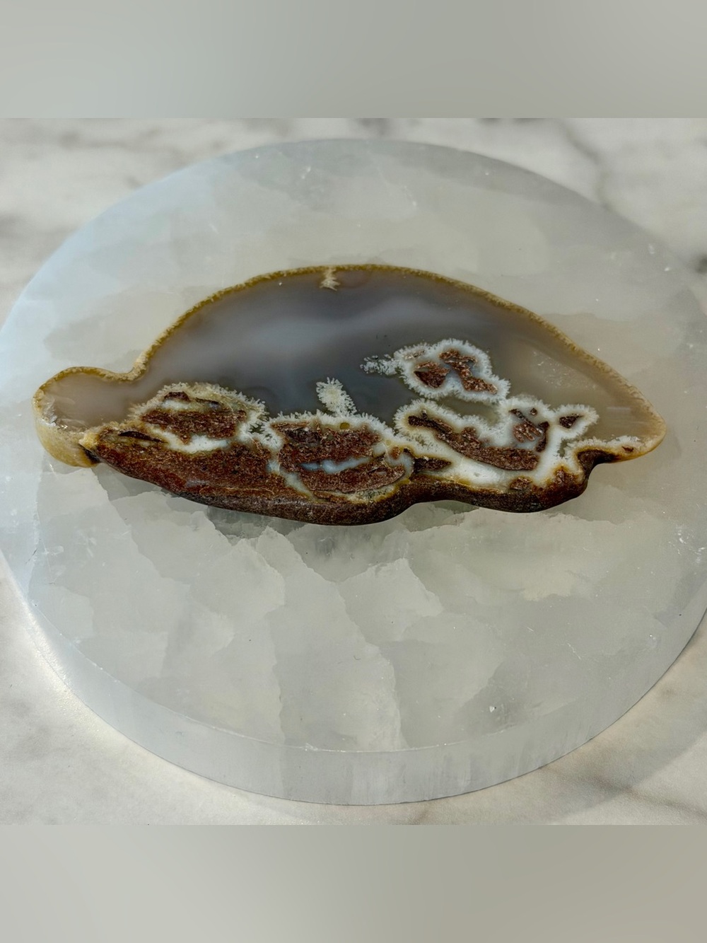 Brazilian Agate Slice Turtle Shaped Display Piece with Druzy Edge